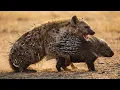 Lagu Porcupine vs Hyena: Quills vs Jaws (The Unbreakable Defense) | Animal Battle