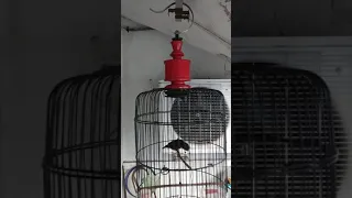 masteran konin isian lovebird cililin rambatan mantenan dll