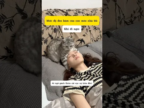 Mức độ đeo bám của con mèo nhà tôi