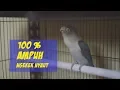 Download Lagu pancingan lovebird ngetik ngekek panjang paud fighter juara