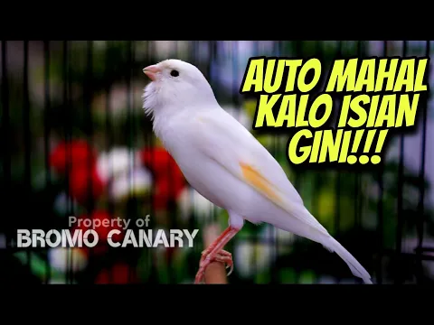 Download MP3 AUTO MAHAL KALO BUNYI ISIAN GINI || Masteran KENARI GACOR ISIAN JALAK SUREN