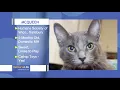 Pet Connect - November 9 2018