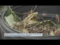 Columbus City Council addresses yard waste complaints