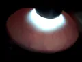 Candling Snake Eggs Ball Python
