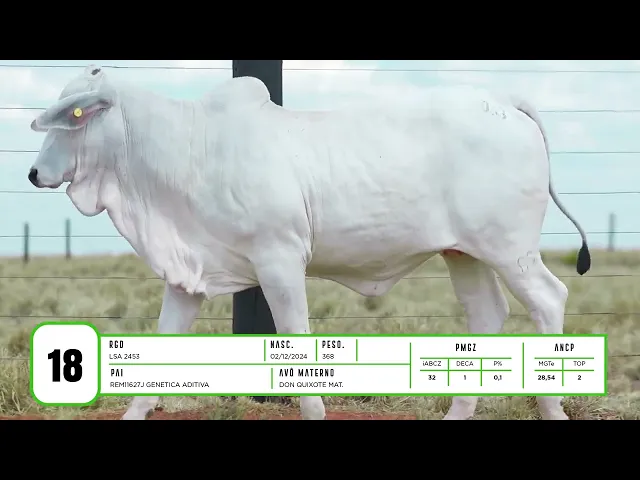 Novilha Nelore LSA - 2453
