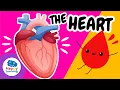 Download Lagu The Human Heart❤️ : How It Works, Parts, and Amazing Facts | @HappyLearningENG