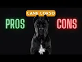 Cane Corso Is This Furry Tank Right For You