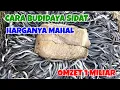 Download Lagu CARA BUDIDAYA SIDAT, PRIA ASAL BOGOR RAIH OMSET HINGGA 1 MILIAR