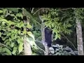 Download Lagu Live Misteri‼️Misi Dari Si Cemplis, Ada Orang Ritual Di Lembah Siluman Harimau