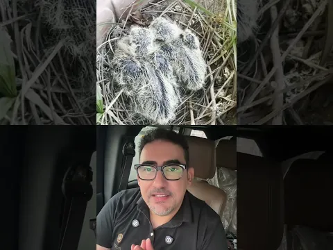 حنان الام ❤️ شوفوا لقيت ايه في البلاكونة 🤔امم امثالكم 👌 سبحان الله العظيم