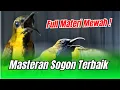 MASTERAN TERBAIK SOGON FULL MATERI MEWAH DIJAMIN LANGSUNG NGUNCI NYAUT CRAT-CRET‼️ #masteransogon