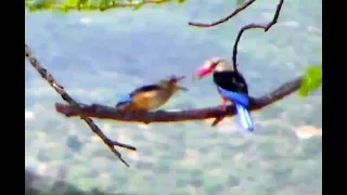 grey headed kingfisher feeds young africa animals cam 08 december 2017