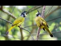 Download Lagu Bird Sounds | Relaxing, Stress Relief and Mind Healing Nature Sounds - Real-Time 4K Bird Sounds