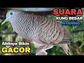 Lagu Perkutut Lokal Gacor Suara Kung Besar Pancingan Burung Perkutut Agar Bunyi.