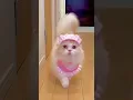 Download Lagu kucing nya mirip inem sexy #shorts #kucing