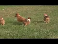 Shetland Sheepdog Puppies For Sale