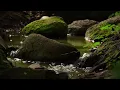 [Vol. 1] - Jeremy Soule (Skyrim) — “In The Forests of Tamriel” Redux [Extended] (1 Hr.)