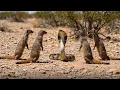 Download Lagu Unbelievable Standoff: Mongooses Team Up Against Cobra!
