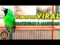 Download Lagu AWAS EMOSI !! PANCINGAN CUCAK IJO GACOR FULL ISIAN KASAR DONGKRAK IJO LAWAN AGAR CEPAT JAMTROK.