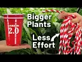 Best Way to Grow Bigger Tomato Pepper Seedlings Upgraded Double Cup Method Hack