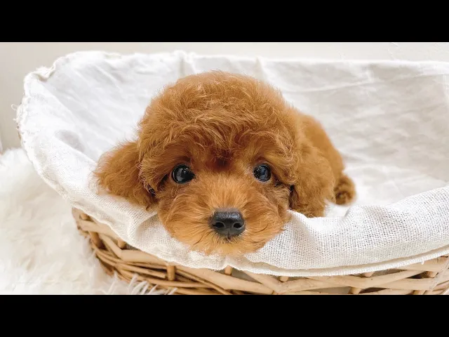 動画