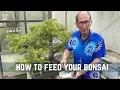 How to Feed Your Bonsai