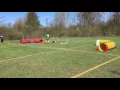 Bob and Bagel Frizgility Corgi at Michigan UpDog
