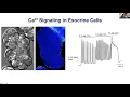 James Sneyd and David Yule - Saliva Secretion in Living Animals: Experiments and Models