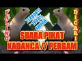 Download Lagu SUARA PIKAT KADANCA PERGAM JAWA AMPUH AUTO DATANG