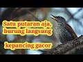 Lagu Masteran Viral – Banyak Yang Langsung Bunyi Langsung Ngetrek Setelah Denger Ini!