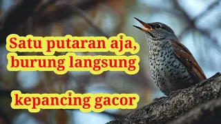 masteran viral banyak yang langsung bunyi langsung ngetrek setelah denger ini 