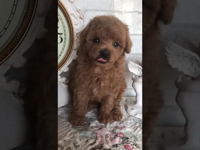 動画