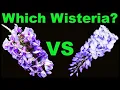 Which Wisteria Native vs Invasive Know the Difference
