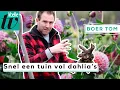 Download Lagu Zo krijg je gratis meer dahlia's in je tuin - Boer Tom