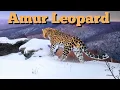 Mixed with Snow Leopard to survive Amur Leopard Documentary