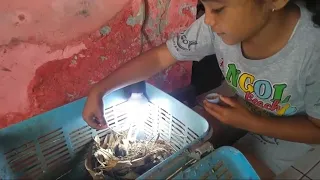 lolohan anak burung cikrak bambu