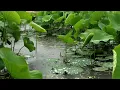 [Real Rain Sounds] Cool Water and Rain Sounds for Sleep | Rain Sounds for Quick Sleep. Insomnia ASMR