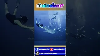 เห็ดกับเชื้อราเป็นสิ่งเดียวกันหรือไม่ และมีความแตกต่างอย่างไรในแง่ของสุขภาพ