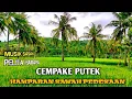 Download Lagu HAMPARAN SAWAH PEDESAAN,PELITA HARAPAN,CEMPAKE PUTEK || Muller Official24