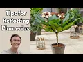 PLUMERIA - How to Repot Transplant for Improved Growth Flowers