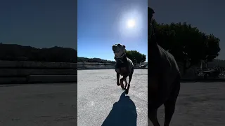 .. #fyp #dream #vlog #doberman #pets
