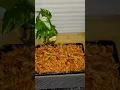 Download Lagu Pasta recipe indian style😍  #pasta ##cooking  #shortsfeed #shortvideo #recipe#food#shorts #video