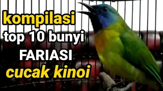 cucak kinoi gacor suara berfariasi bagus untuk masteran