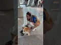 Download Lagu Hanging out with Scooter at Wondercon #cute #dog #cosplay #doggie #fun #rachelpizzolato #cosplayer