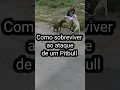 Download Lagu Como sobreviver ao ataque de um cachorro #shorts #pitbull #curiosidades #sobrevivência