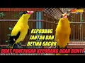 Download Lagu Kicau suara KEPODANG JANTAN DAN KEPODANG BETINA cocok buat pancingan kepodang agar bunyi
