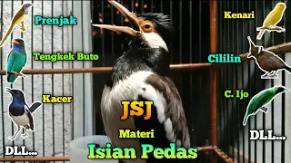 suara jalak suren materi full isian mewah u0026 pedas buat pancingan jalak kurang gacor u0026 macet bunyi