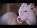 KULFI KUMAR SONG LaLa LaLaLa