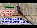 murai batu gacor pagi siang malam AMPUH untuk PANCIMGAN MURAI BATU AGAR CEPAT BUNYI NYAUT