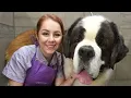 This St Bernard is MASSIVE 200lbs